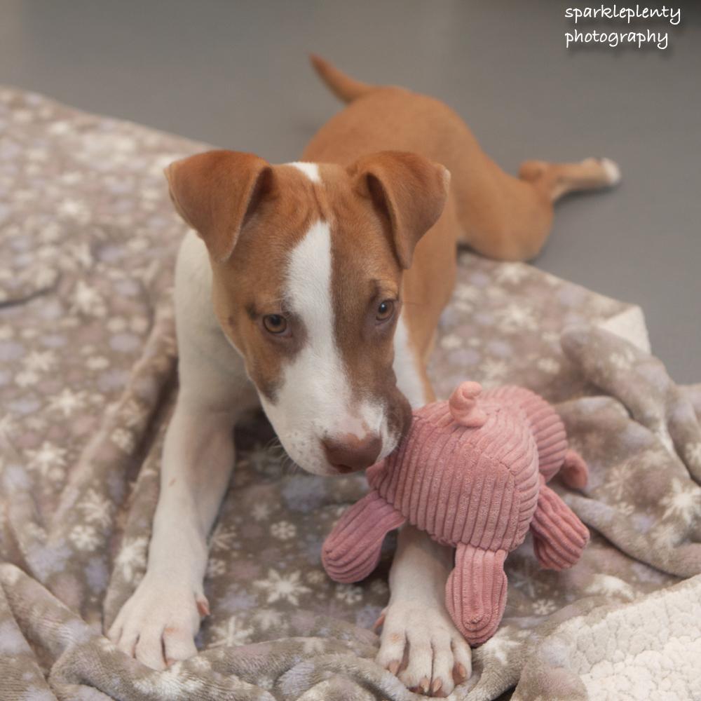 Enlarge Suki, a Adoptable Mixed Breed in Ridgefield, CT image 3/3