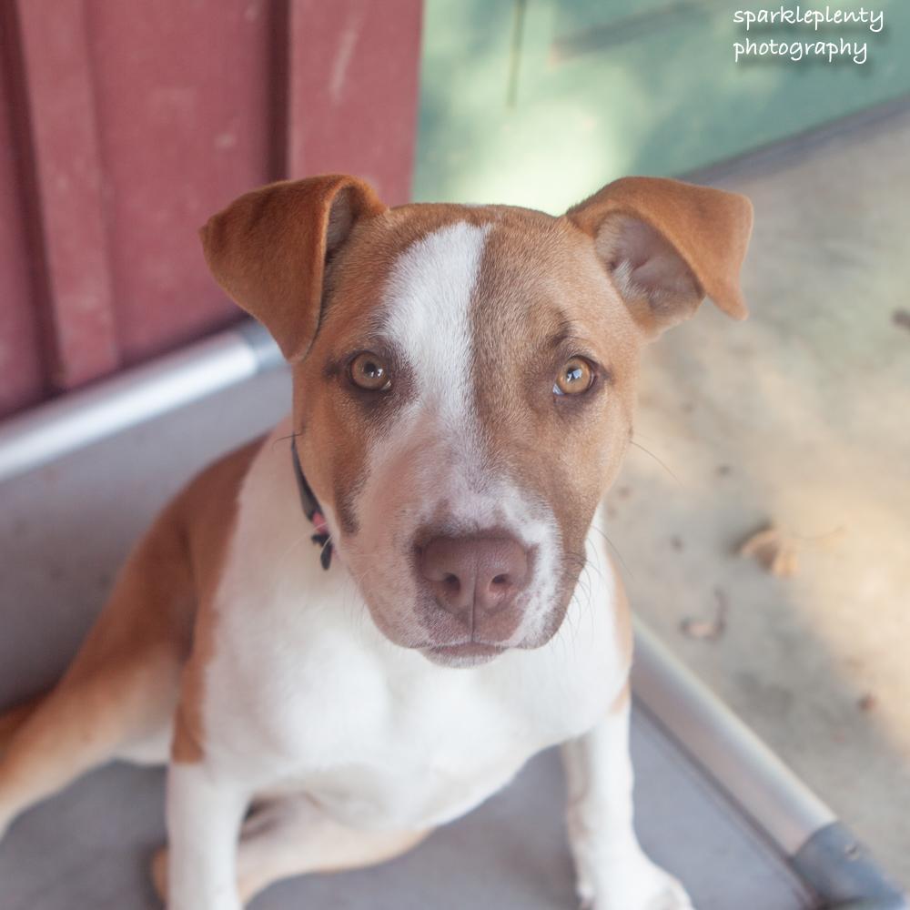 Enlarge Suki, a Adoptable Mixed Breed in Ridgefield, CT image 2/6