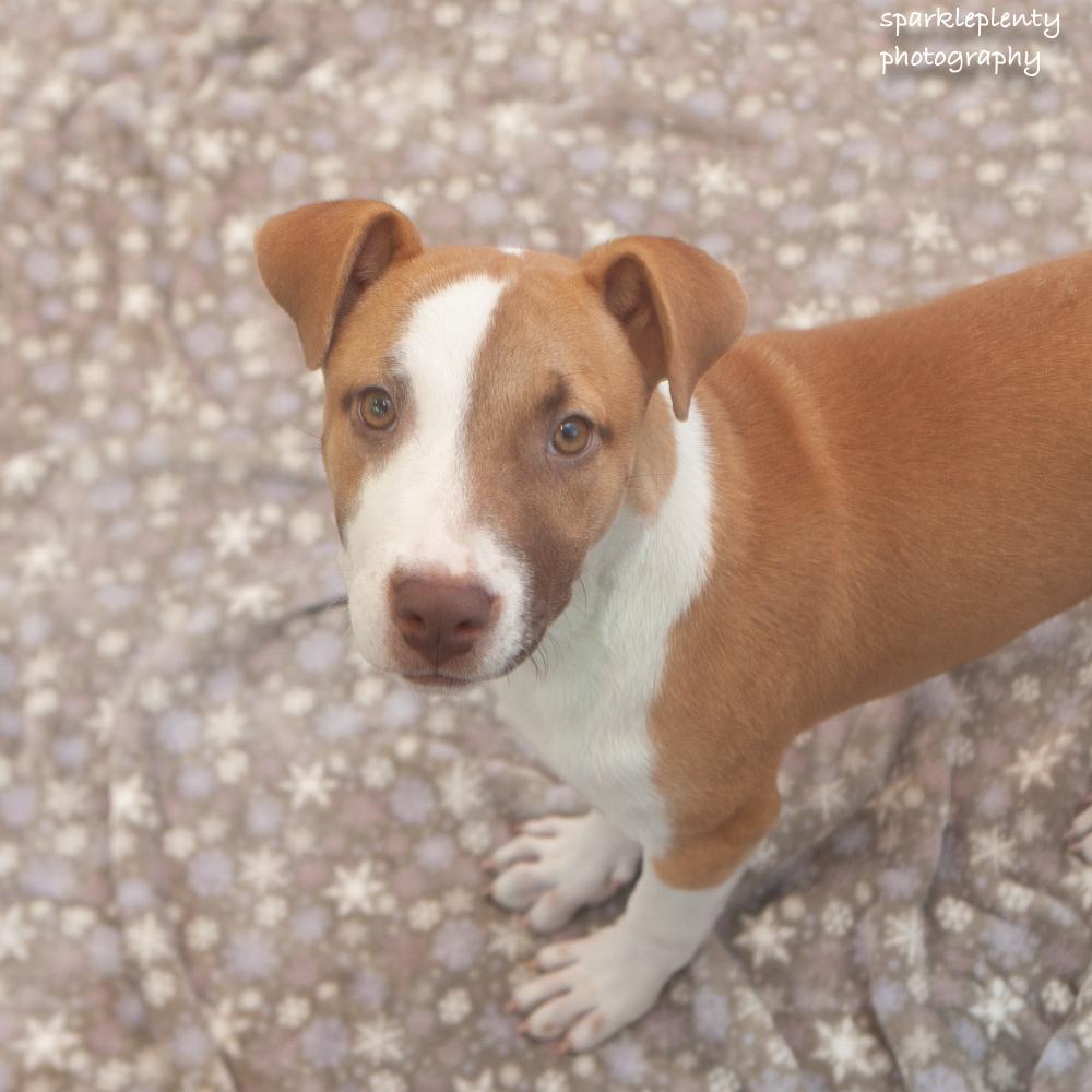 Enlarge Suki, a Adoptable Mixed Breed in Ridgefield, CT image 2/3