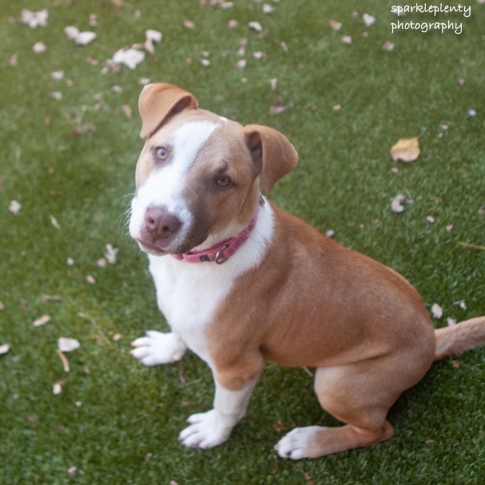 Enlarge Suki, a Adoptable Mixed Breed in Ridgefield, CT image 3/6