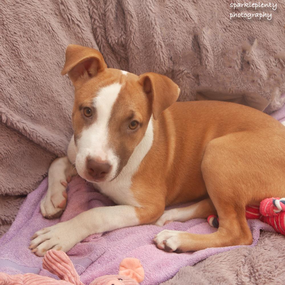 Suki, Adoptable, Puppy Female Mixed Breed.