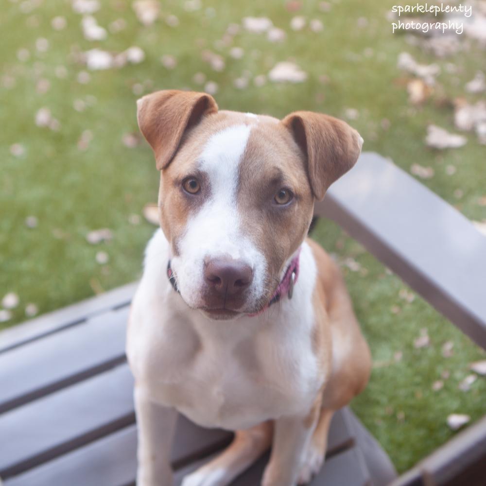 Suki, Adoptable, Puppy Female Mixed Breed.