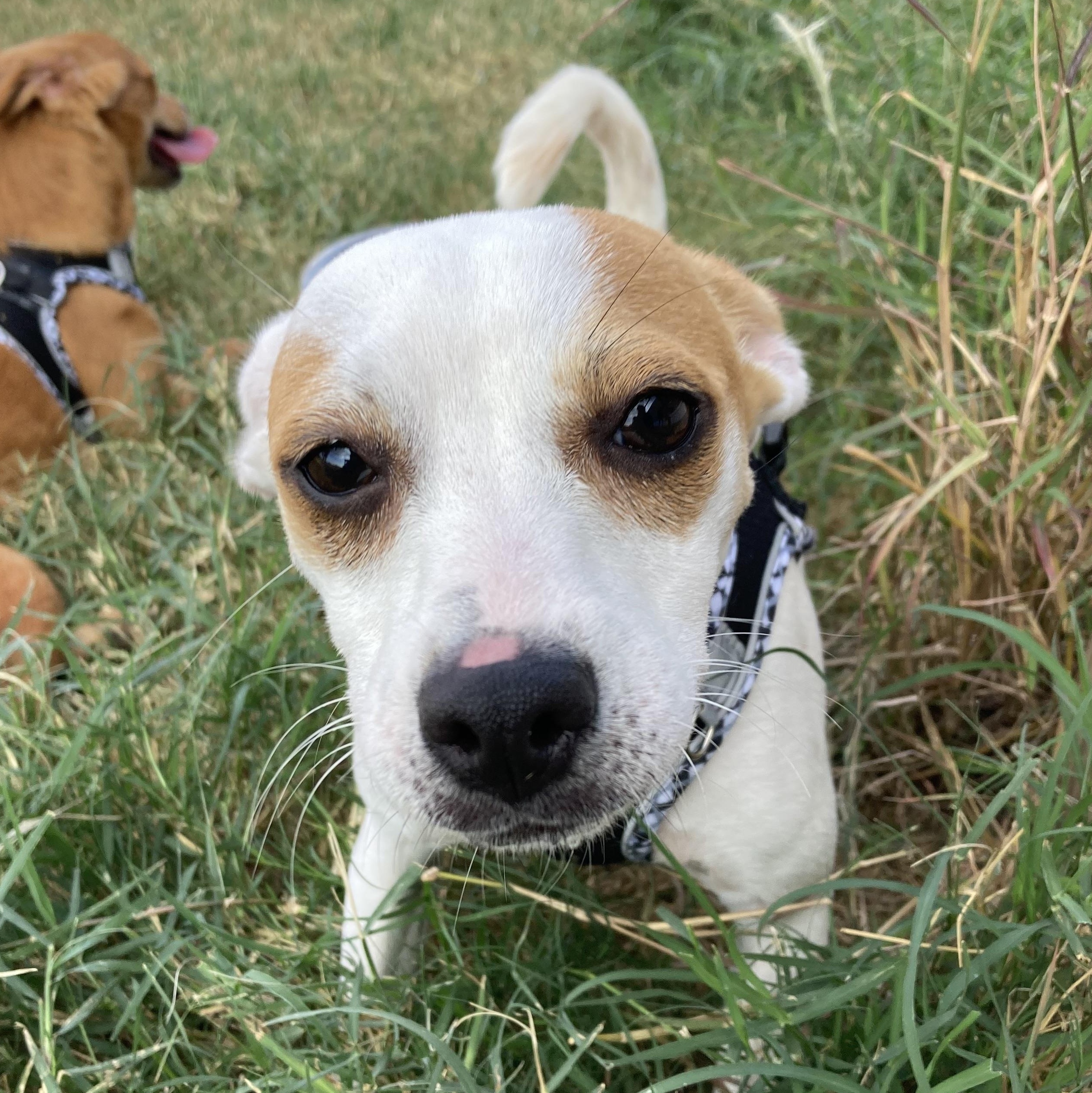 Phantom — thumbnail 3