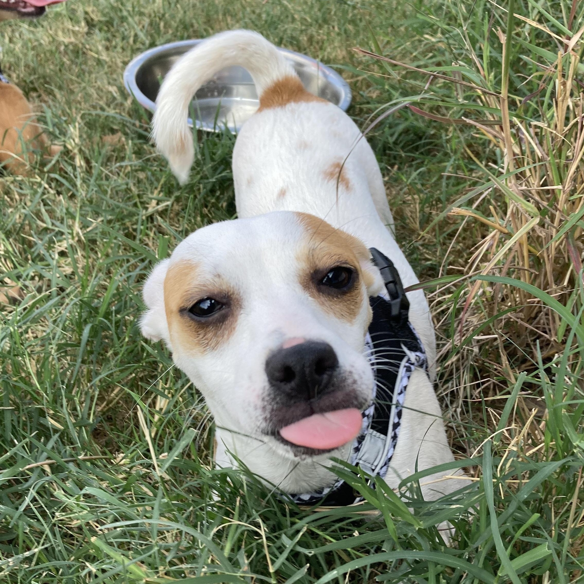 Phantom — thumbnail 6