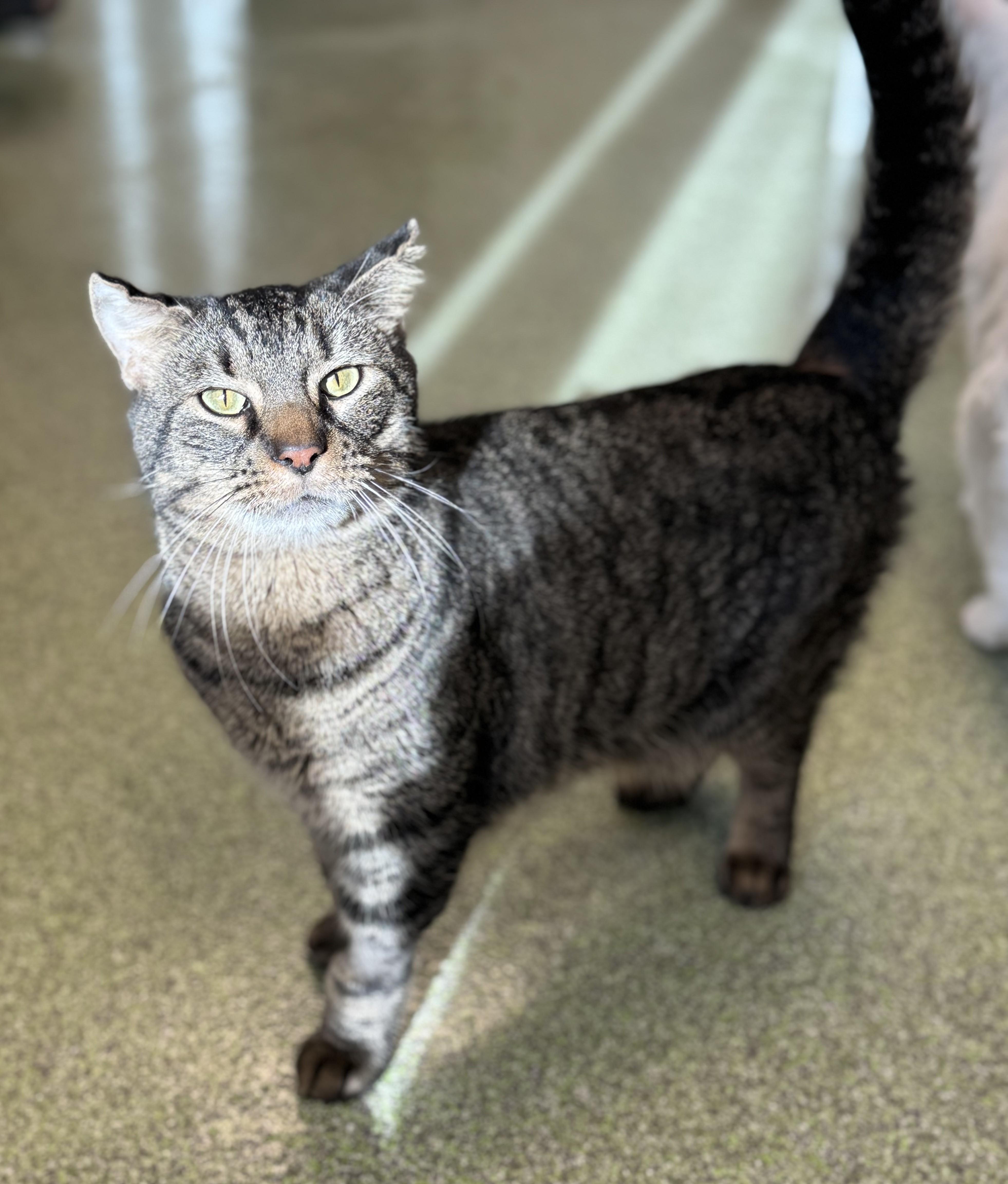 AJ, a Adoptable Domestic Short Hair in Pekin, IL image 1/3