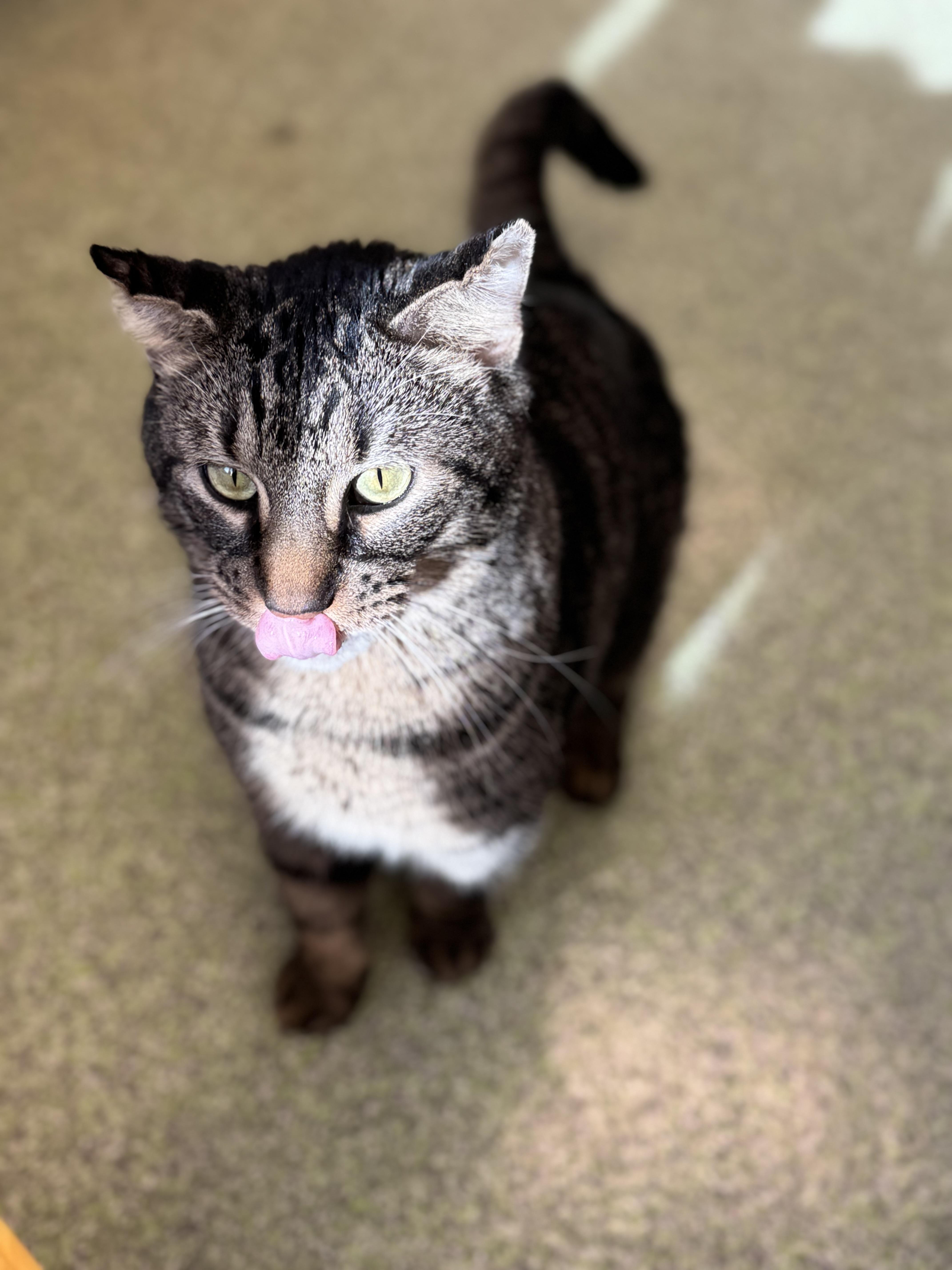 AJ, a Adoptable Domestic Short Hair in Pekin, IL image 3/3