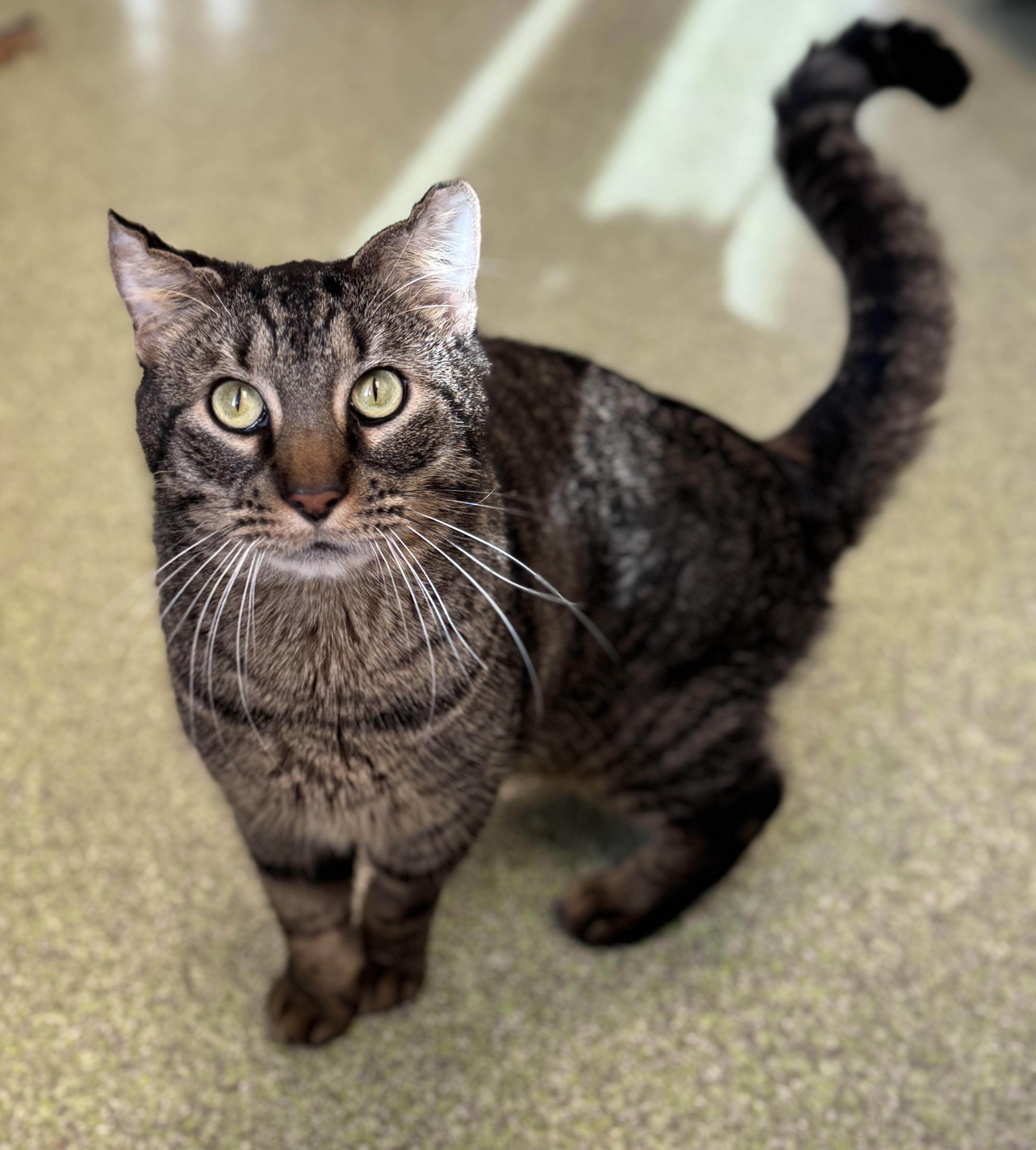 AJ, a Adoptable Domestic Short Hair in Pekin, IL image 2/3