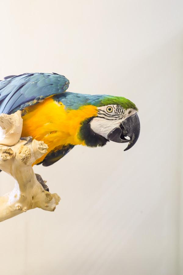 Indra, Adoptable, Senior Male Macaw.
