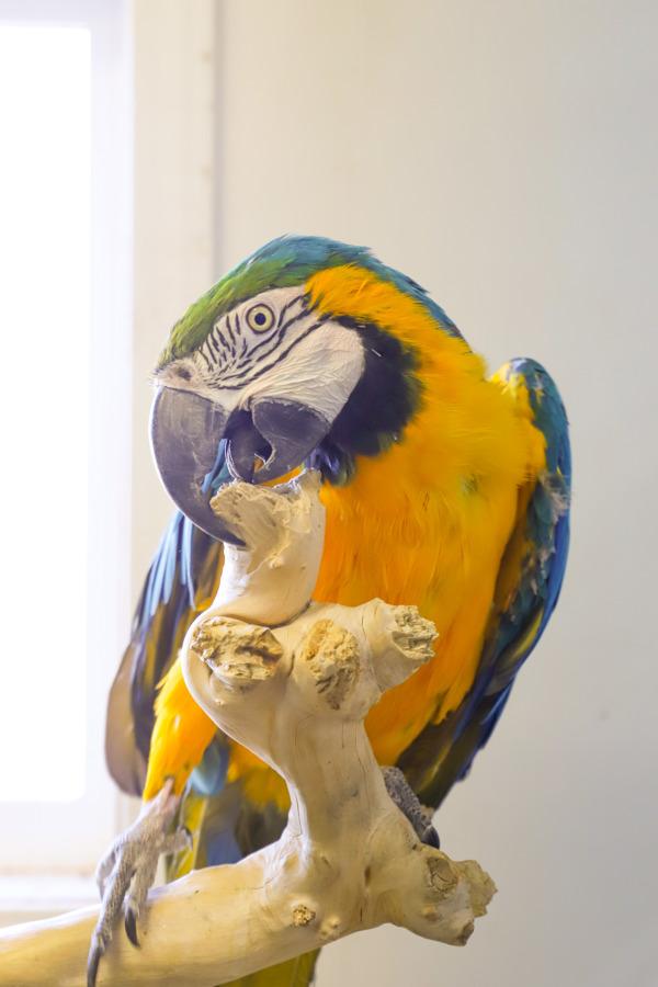 Enlarge Indra, a Adoptable Macaw in Elizabeth, CO image 1/4