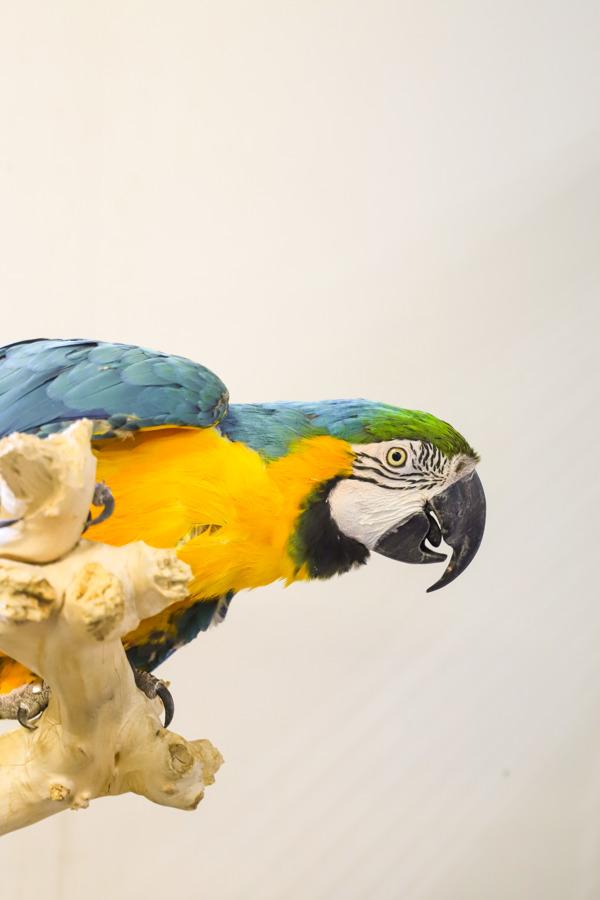Enlarge Indra, a Adoptable Macaw in Elizabeth, CO image 2/4
