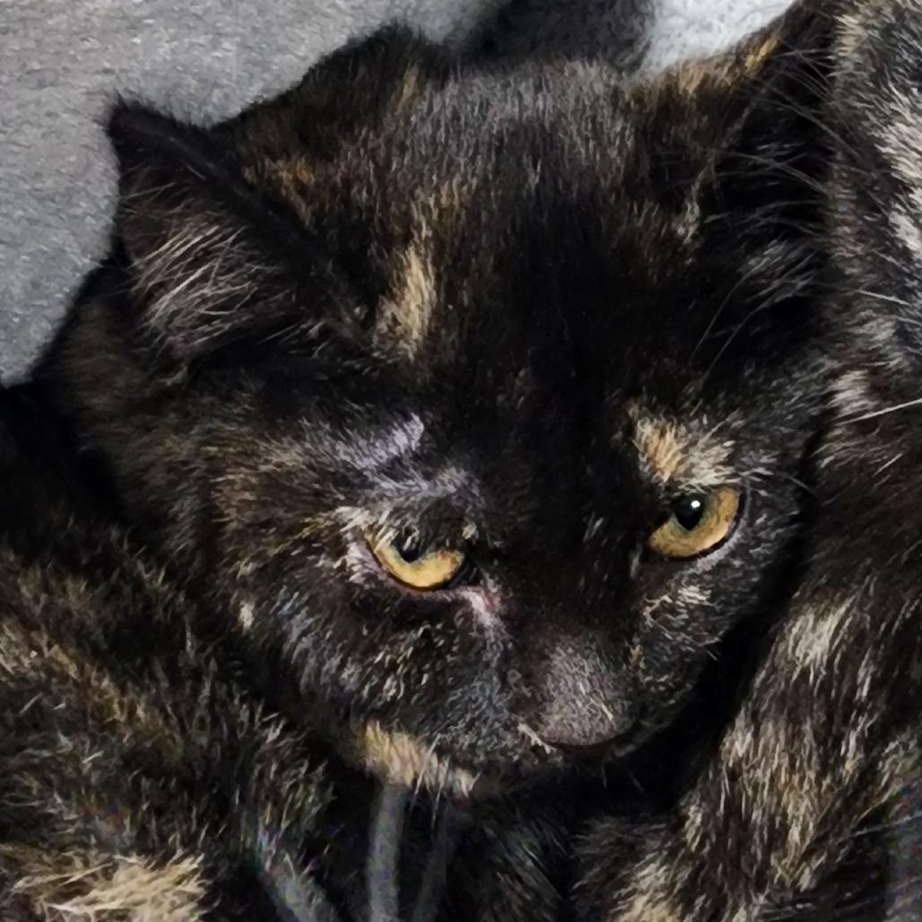 Beans on Toast, Adoptable, Kitten Female Domestic Short Hair.