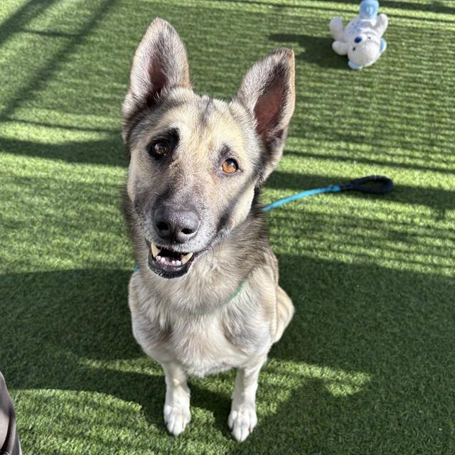 WOOFINATOR, Adoptable, Young Male German Shepherd Dog.