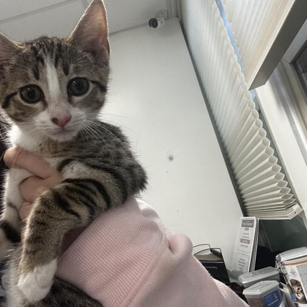 Enlarge Queso, a Adoptable Domestic Short Hair in Novelty, OH image 1/2