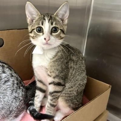 Enlarge Queso, a Adoptable Domestic Short Hair in Novelty, OH image 2/2