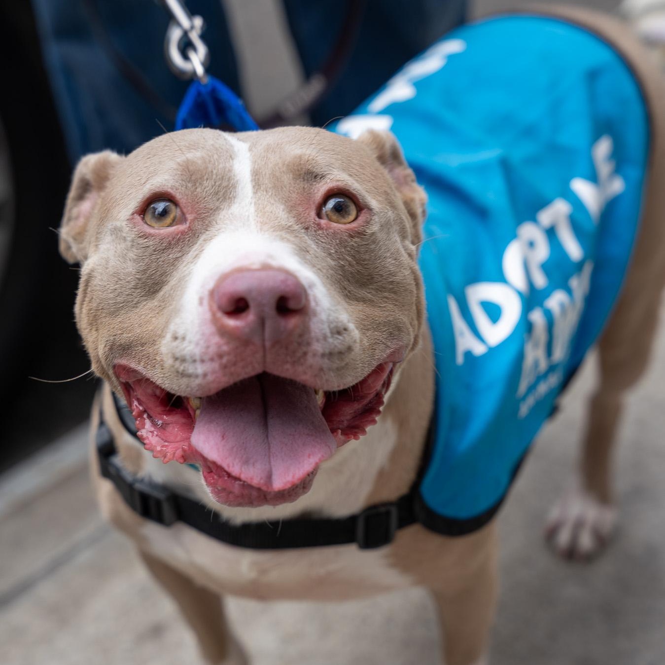 Enlarge Mirabel Madrigal, a Adoptable mixed breed in Orwigsburg, PA image 6/6