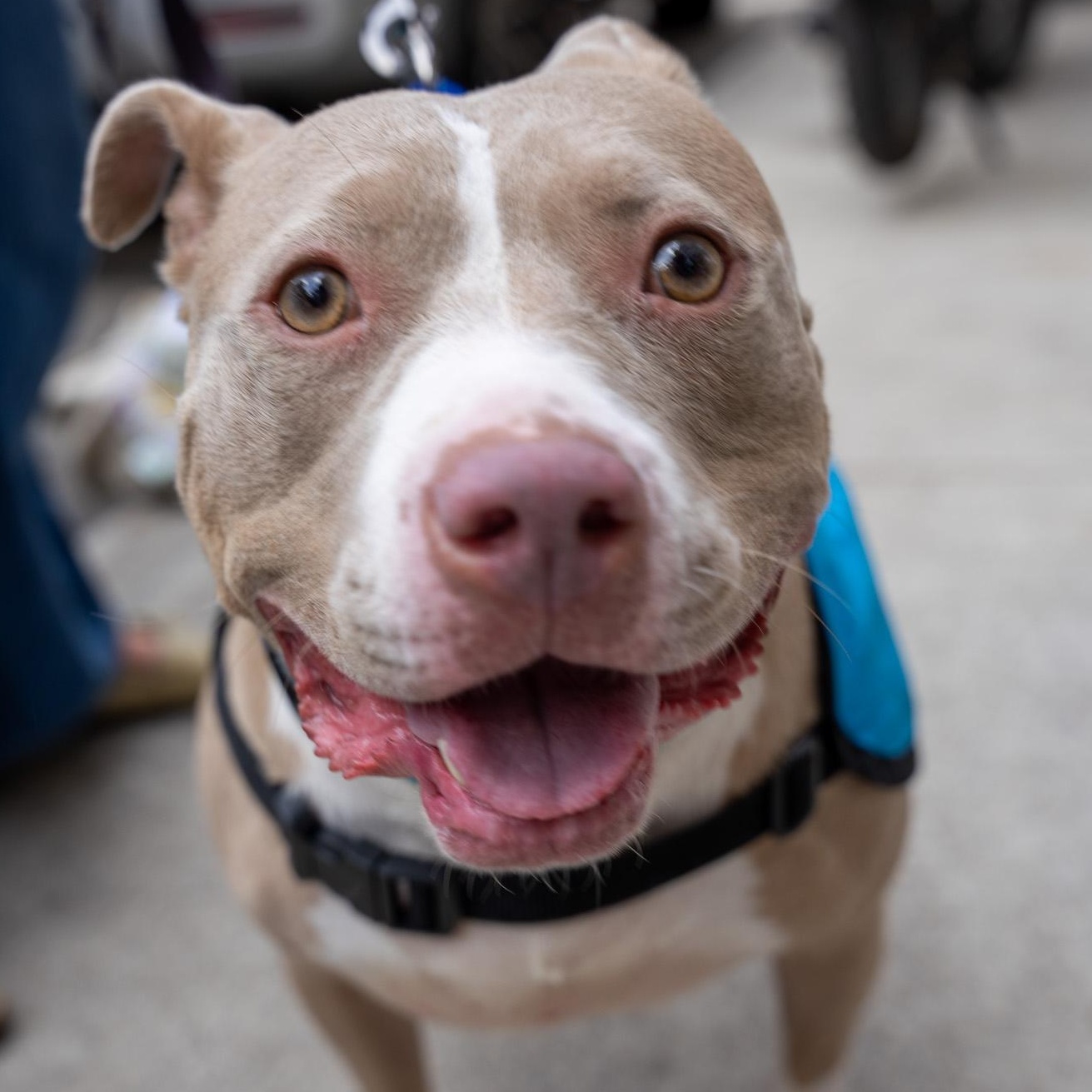 Enlarge Mirabel Madrigal, a Adoptable mixed breed in Orwigsburg, PA image 5/6