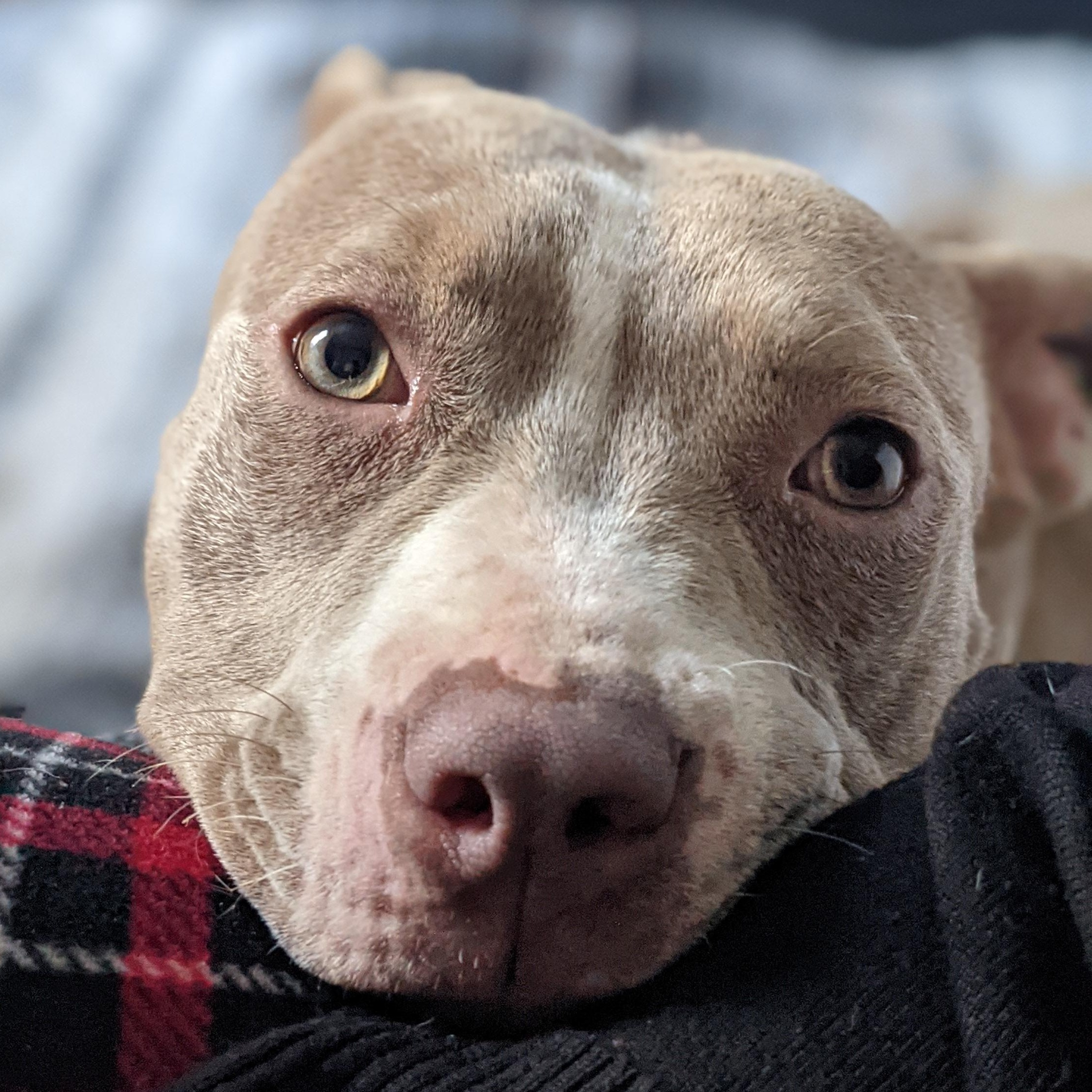 Enlarge Mirabel Madrigal, a Adoptable mixed breed in Orwigsburg, PA image 2/6