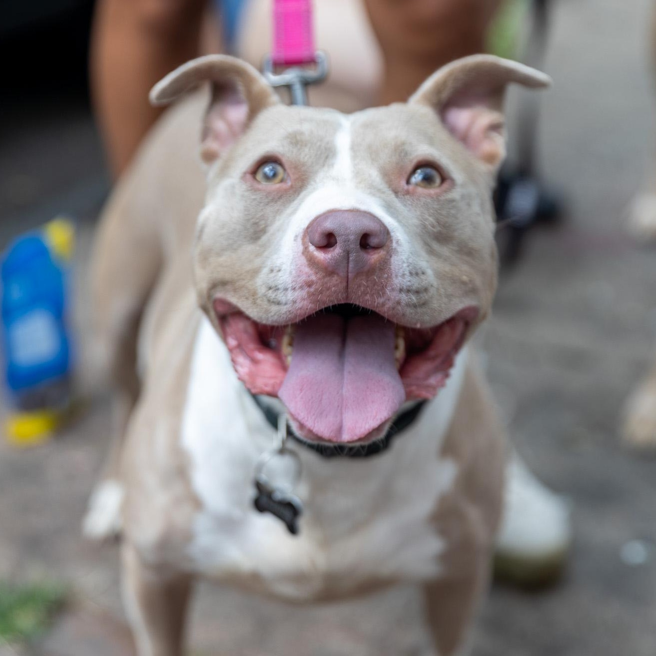 Enlarge Mirabel Madrigal, a Adoptable mixed breed in Orwigsburg, PA image 1/6