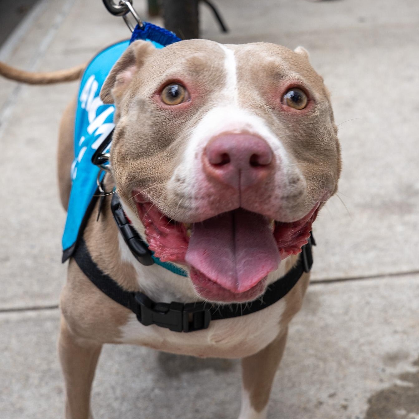 Enlarge Mirabel Madrigal, a Adoptable mixed breed in Orwigsburg, PA image 4/6