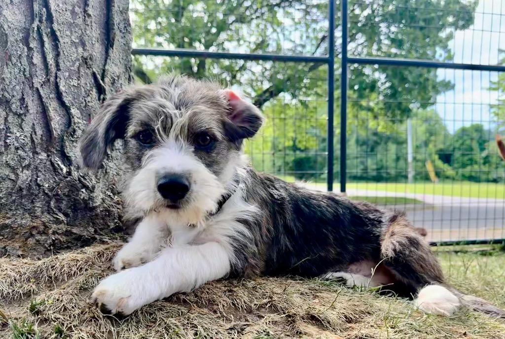 Lark, Adoptable, Puppy Female Terrier & Dachshund.