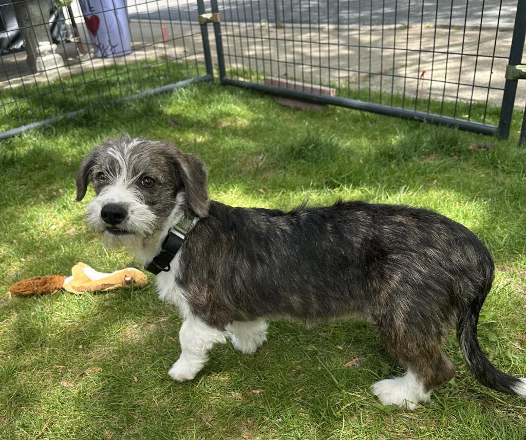 Lark, a Adoptable mixed breed in Gloversville, NY image 2/4
