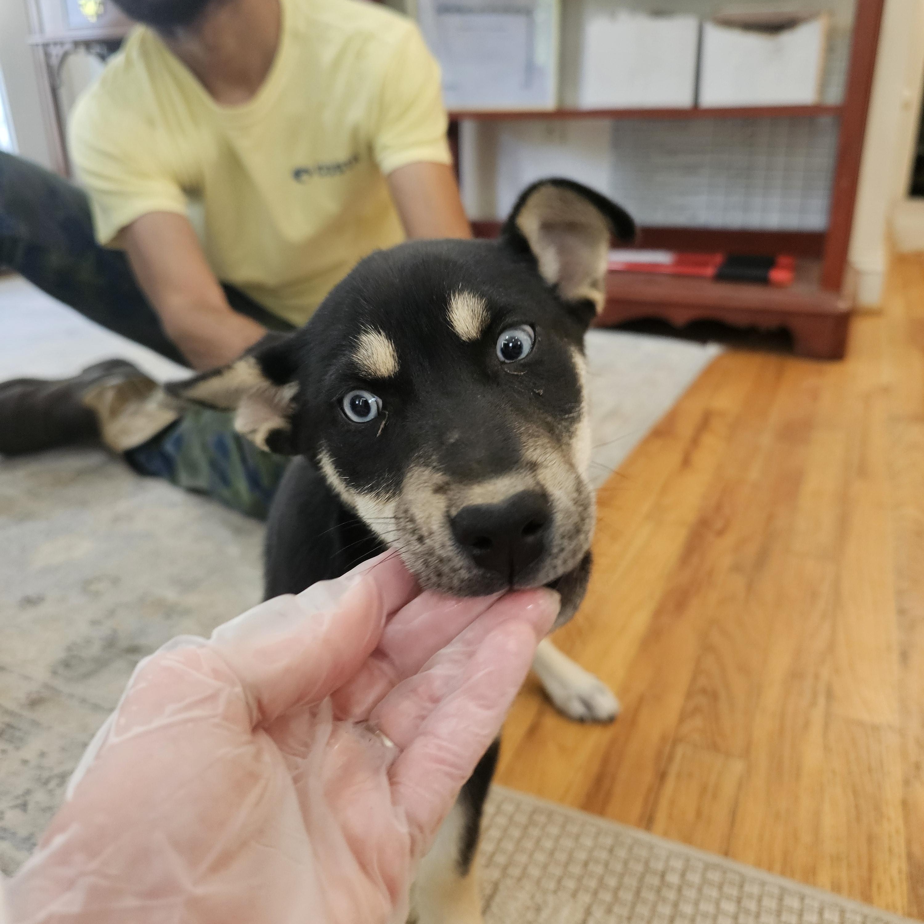 Diania, a Adoptable mixed breed in Orangeburg, SC image 5/6