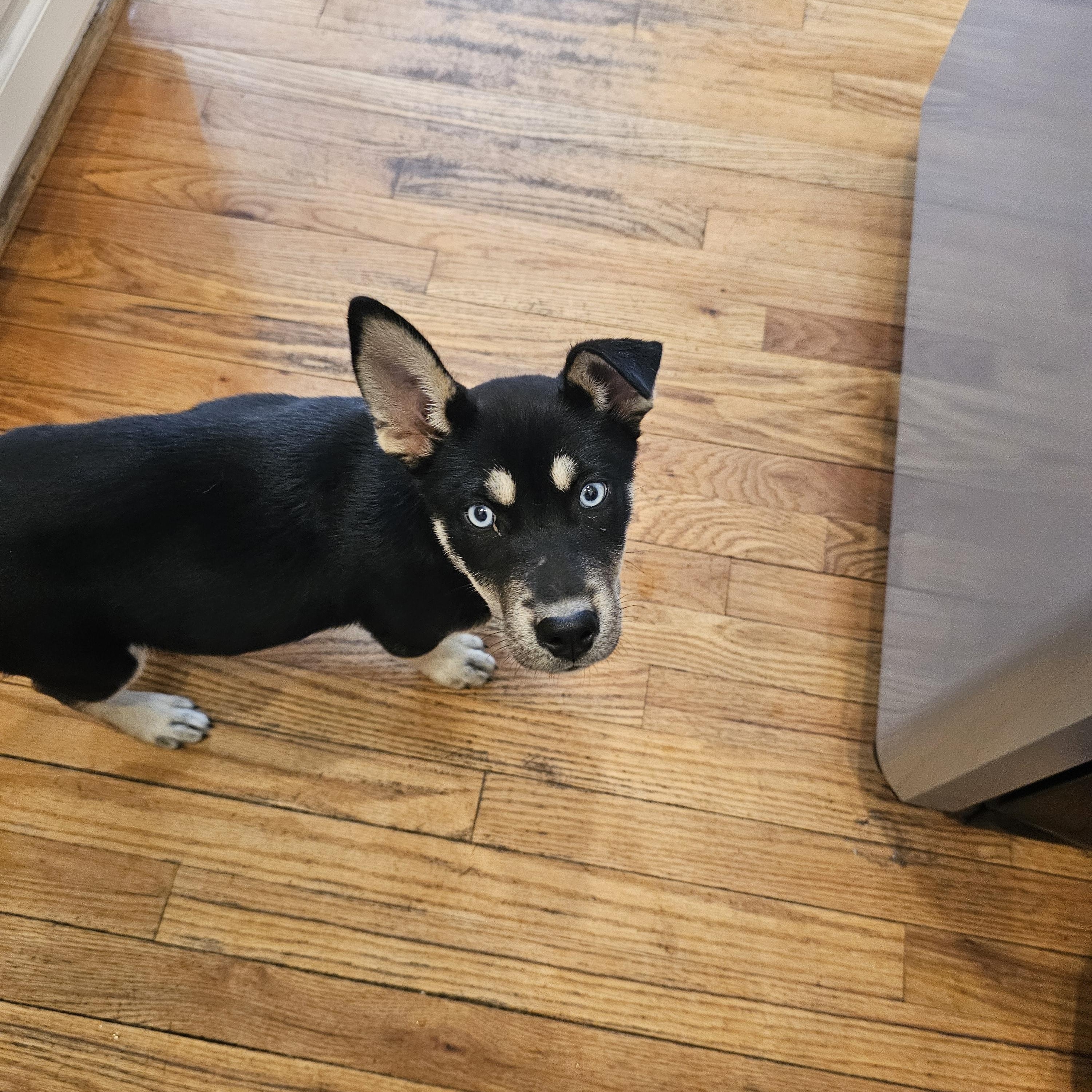 Diania, a Adoptable mixed breed in Orangeburg, SC image 4/6