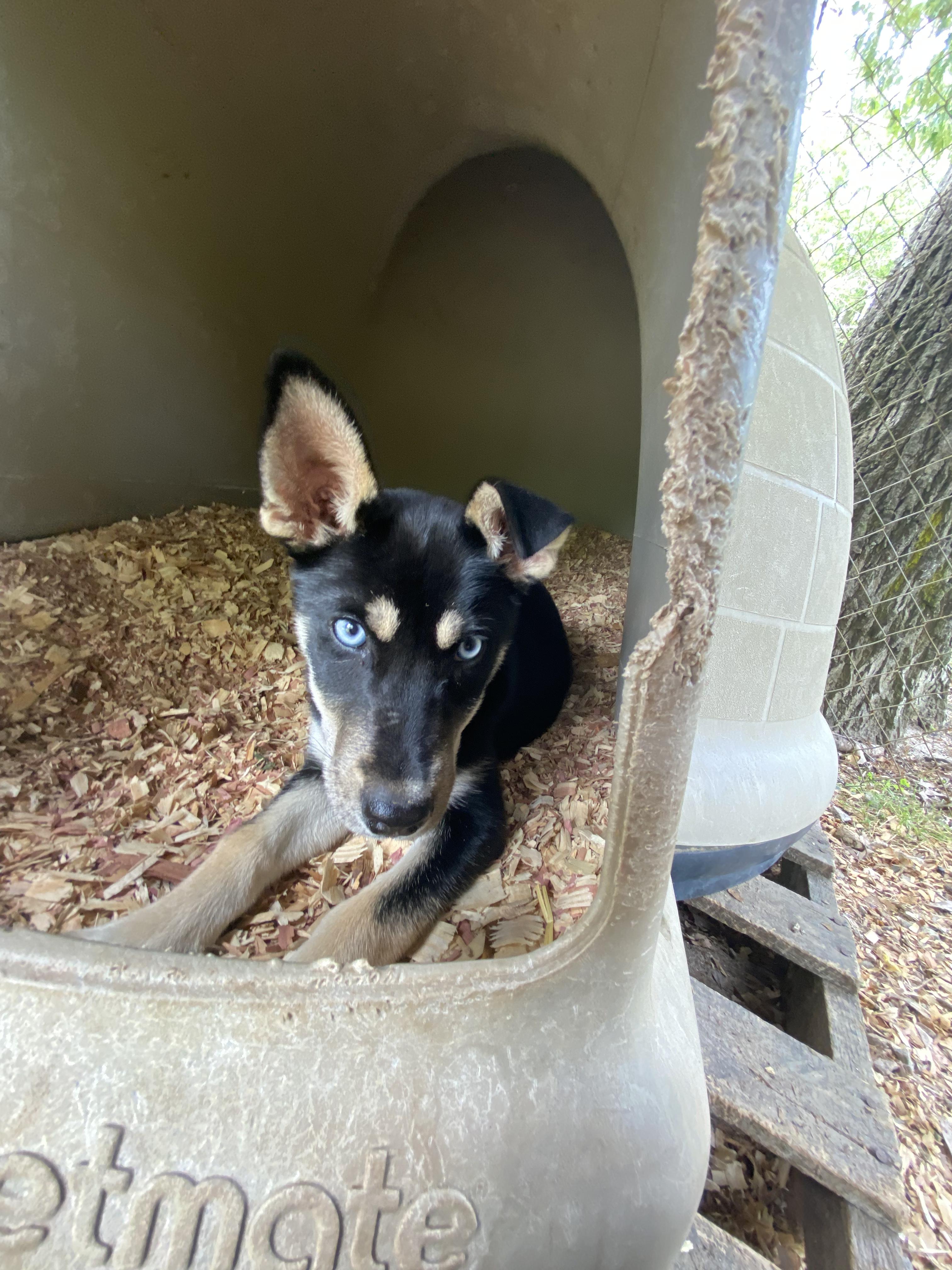 Diania, a Adoptable mixed breed in Orangeburg, SC image 2/6