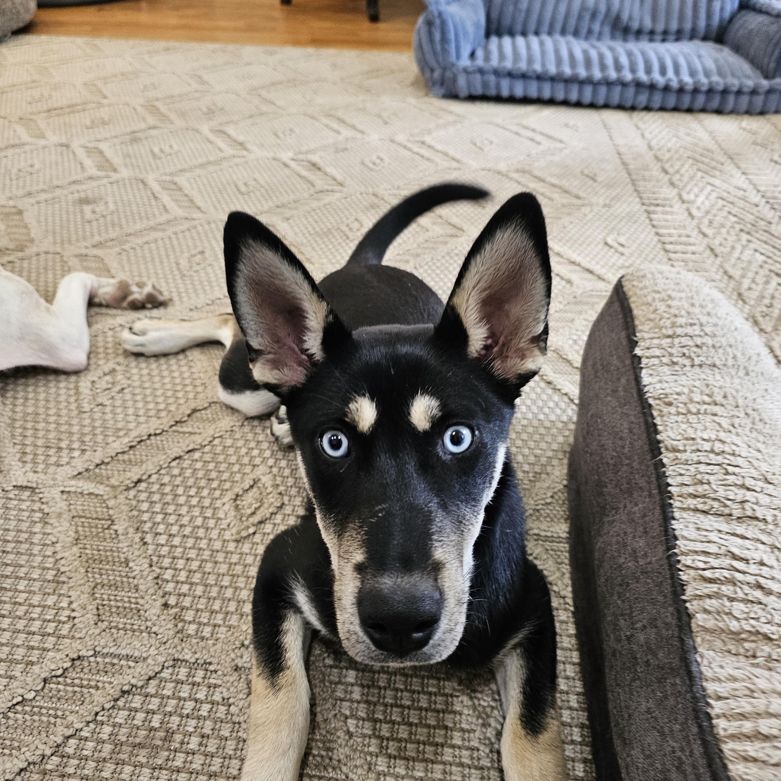 Diania, Adoptable, Puppy Female Husky.
