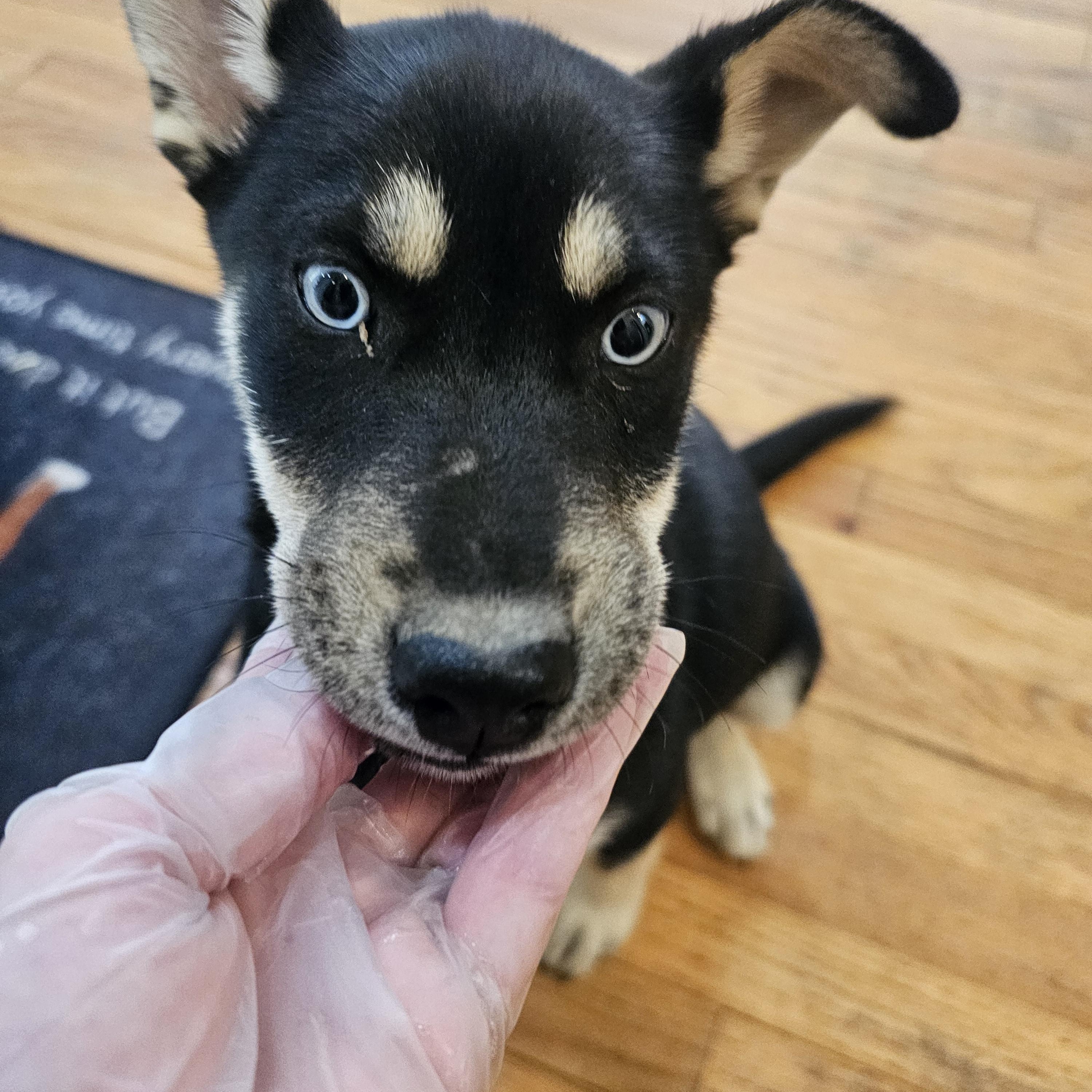 Diania, Adoptable, Puppy Female Husky.