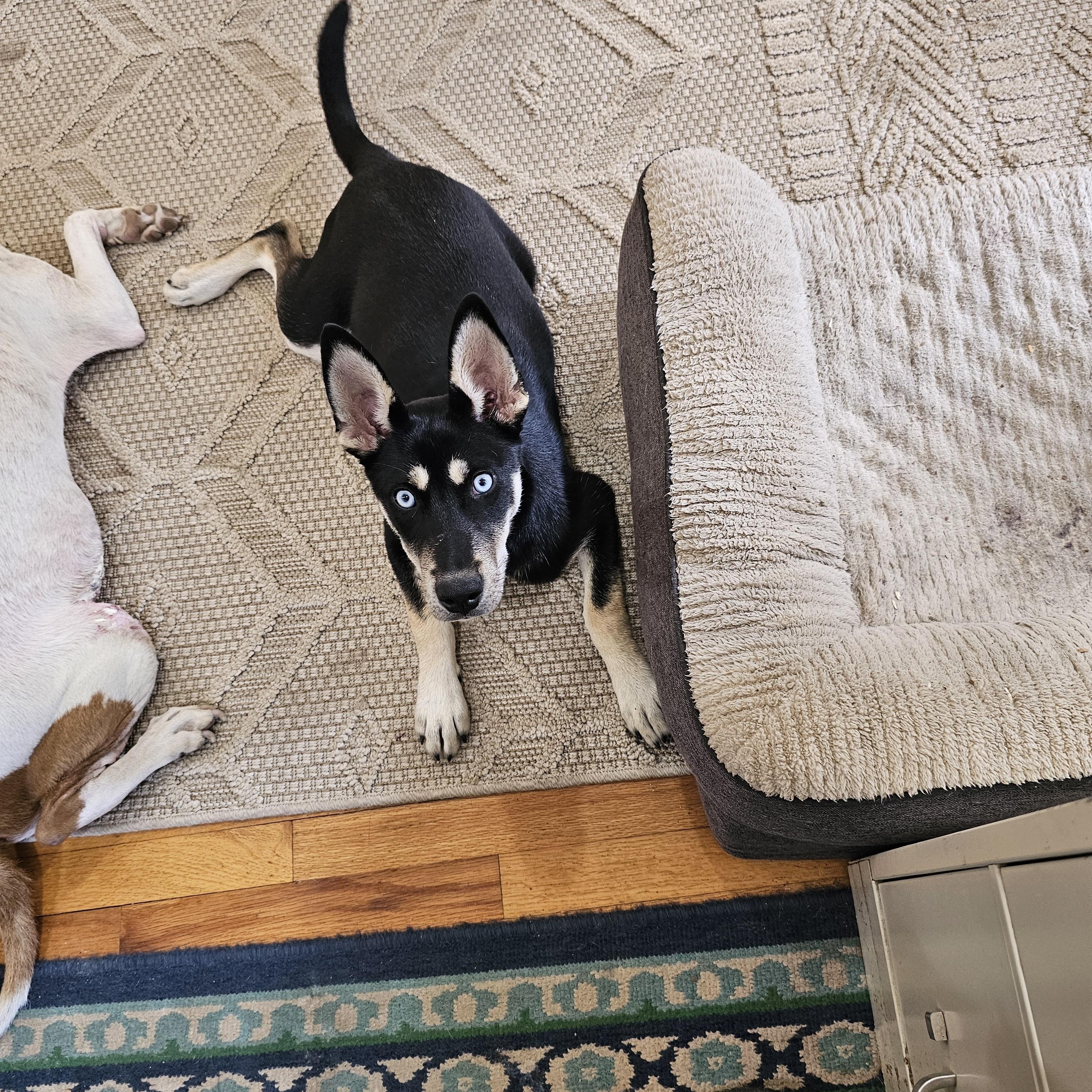 Diania, a Adoptable mixed breed in Orangeburg, SC image 6/6