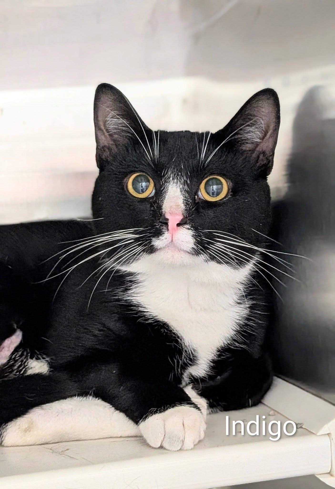 Indigo, adopted, Adult Male Domestic Short Hair.