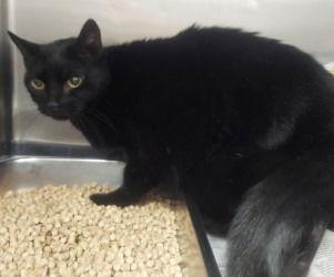 CA 119 Emily, Adoptable, Adult Female Domestic Short Hair.