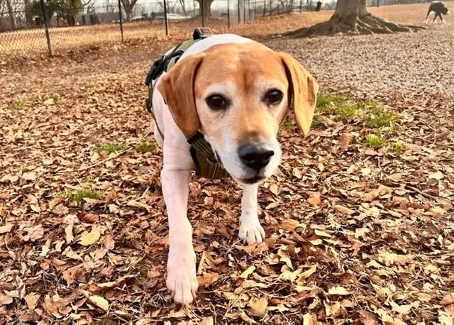 Enlarge BOODREAUX, a Adoptable Beagle in Louisville, KY image 1/1