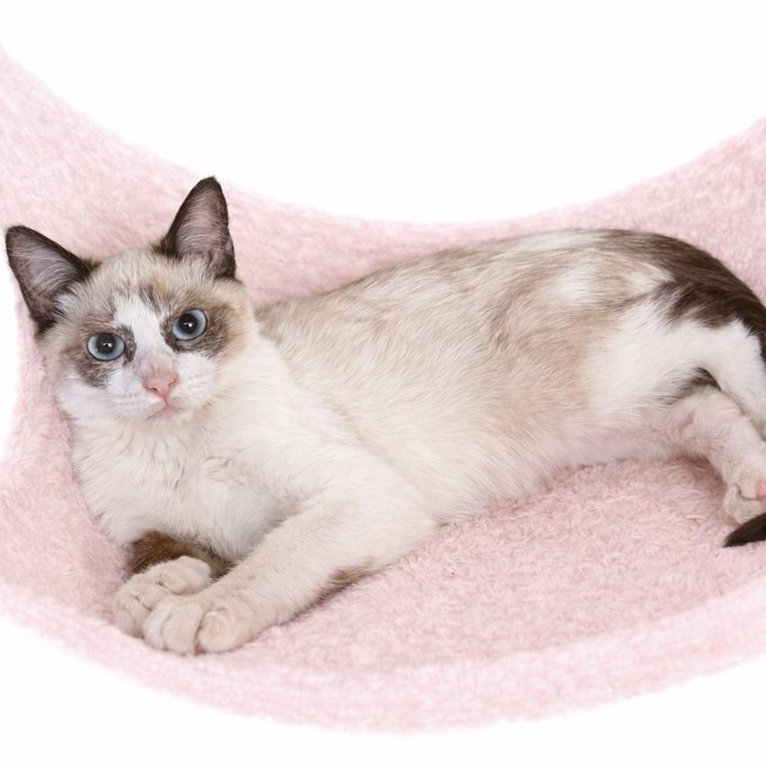 Enlarge Rag Mix / Choc Point Cutie, a ADOPTABLE Siamese in Glendora, CA image 2/2
