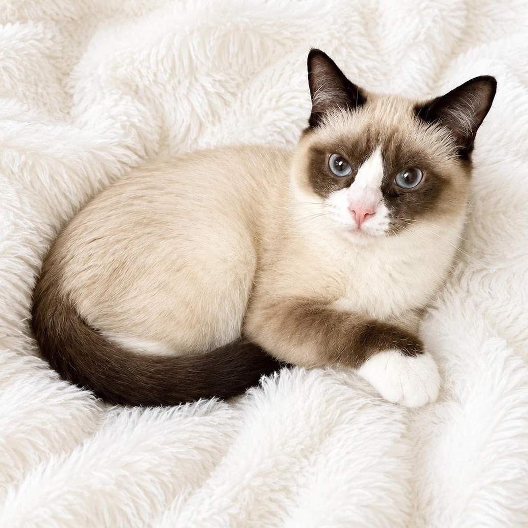 Rag Mix / Choc Point Cutie, ADOPTABLE, Kitten Female Siamese.