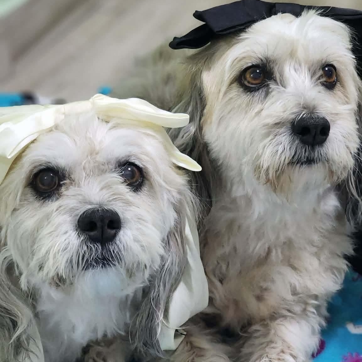 Daisy & Mimi *Bonded Pair* — thumbnail 5