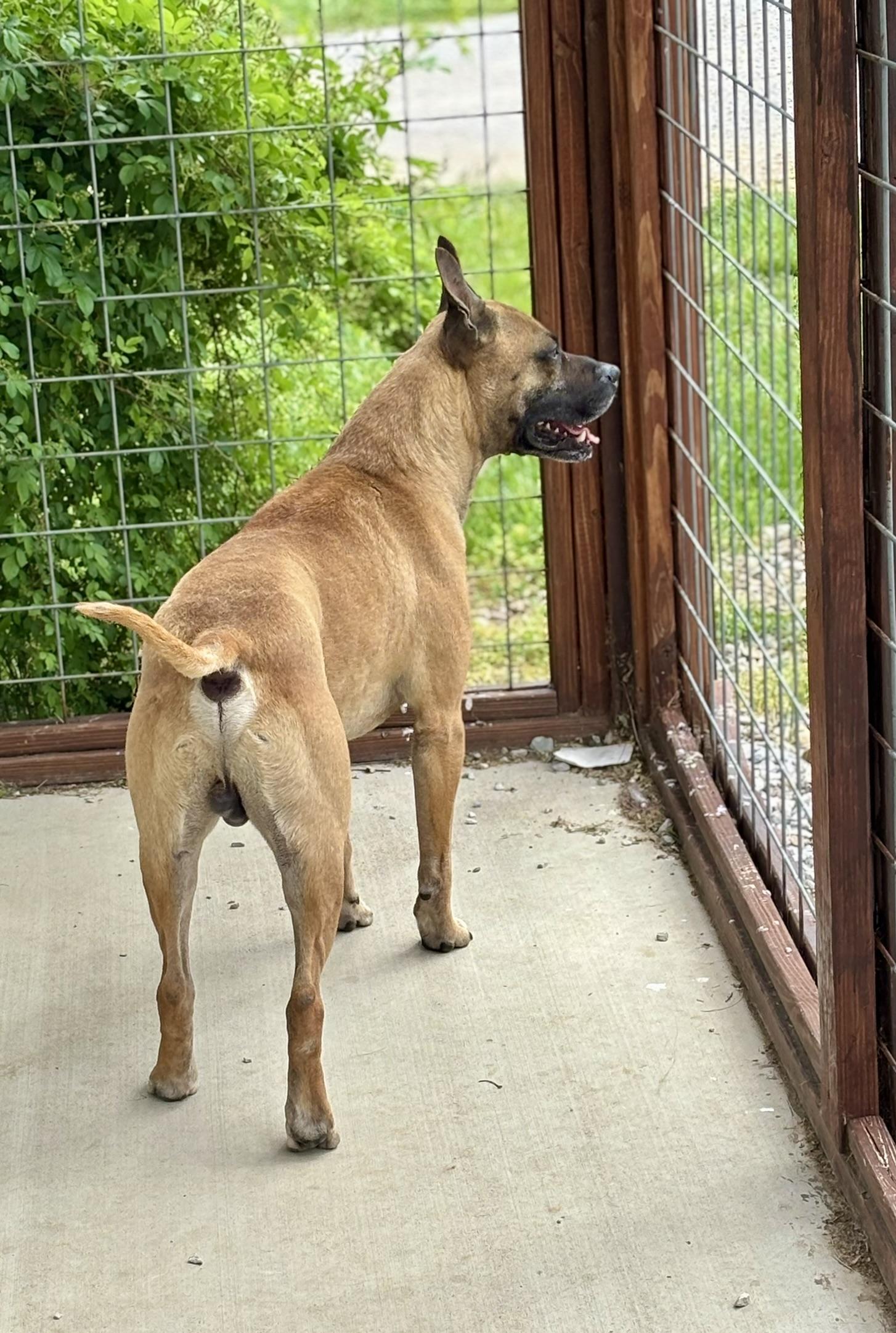 Enlarge Marmaduke, a ADOPTABLE Mixed Breed in Franklin, KY image 2/5