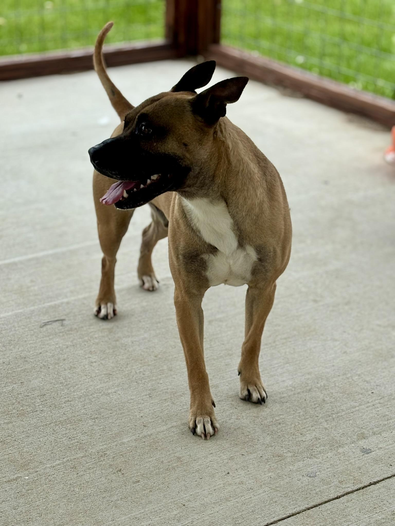 Enlarge Marmaduke, a ADOPTABLE Mixed Breed in Franklin, KY image 5/5