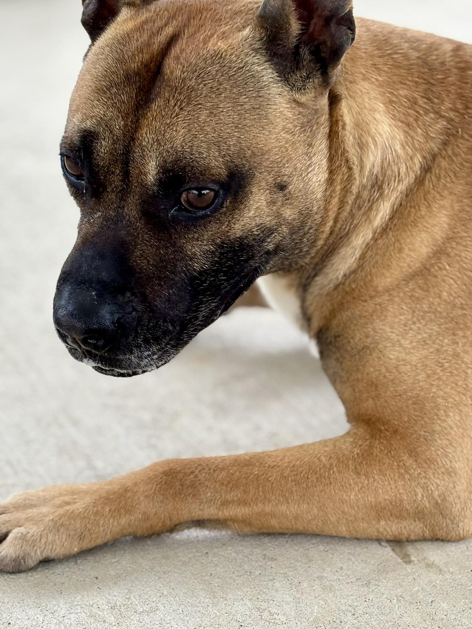 Enlarge Marmaduke, a ADOPTABLE Mixed Breed in Franklin, KY image 4/5