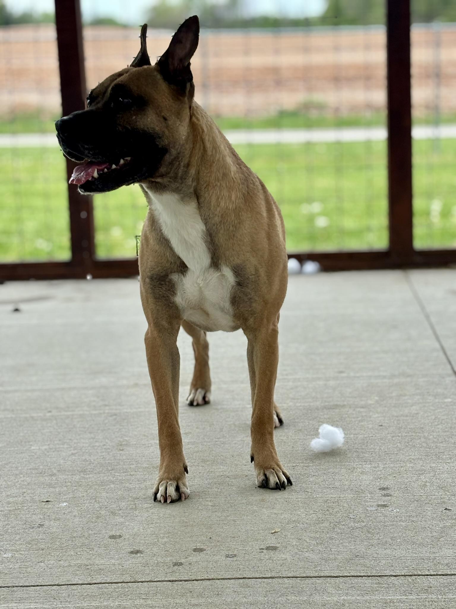 Enlarge Marmaduke, a ADOPTABLE Mixed Breed in Franklin, KY image 1/5