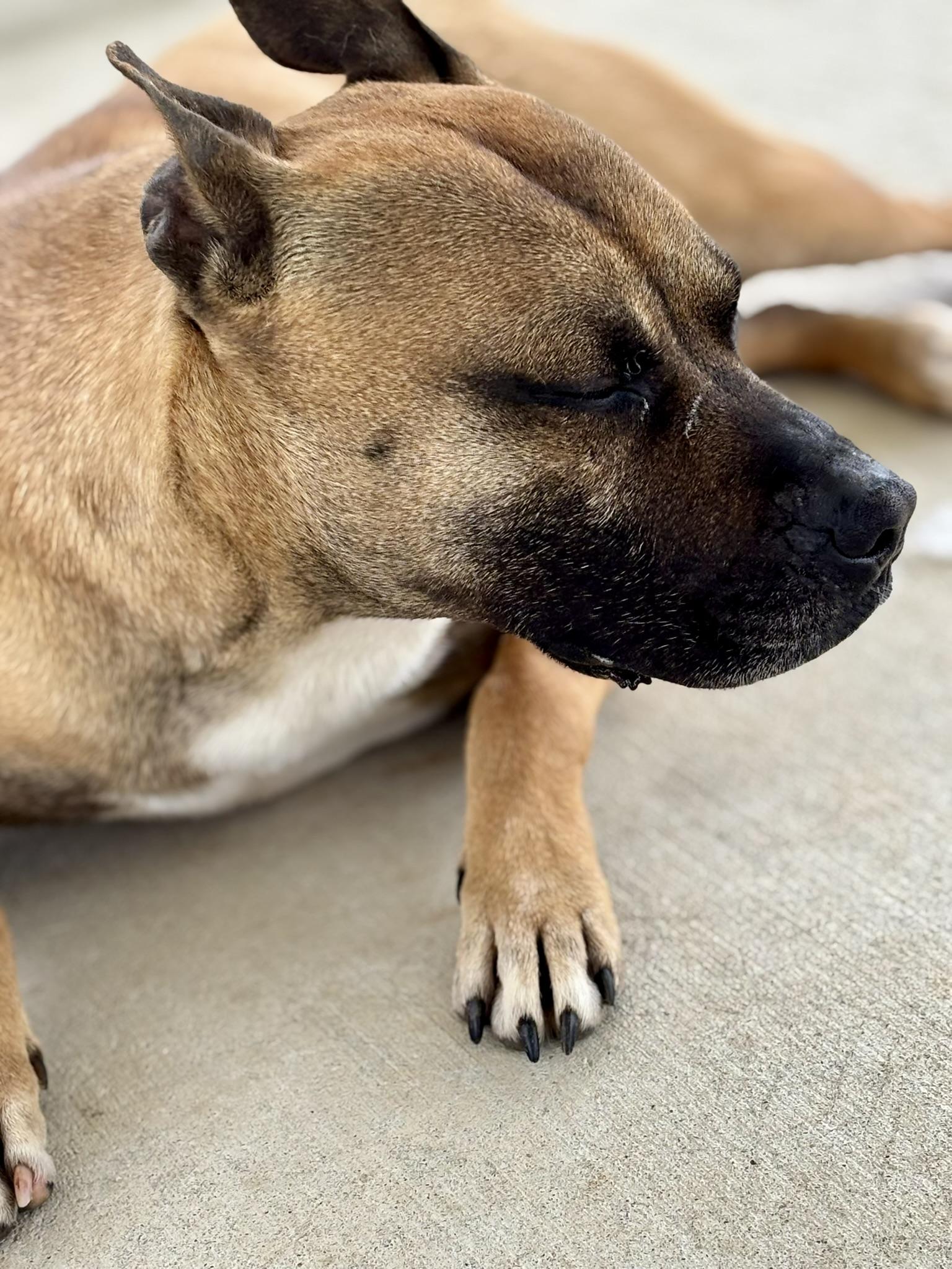 Enlarge Marmaduke, a ADOPTABLE Mixed Breed in Franklin, KY image 3/5