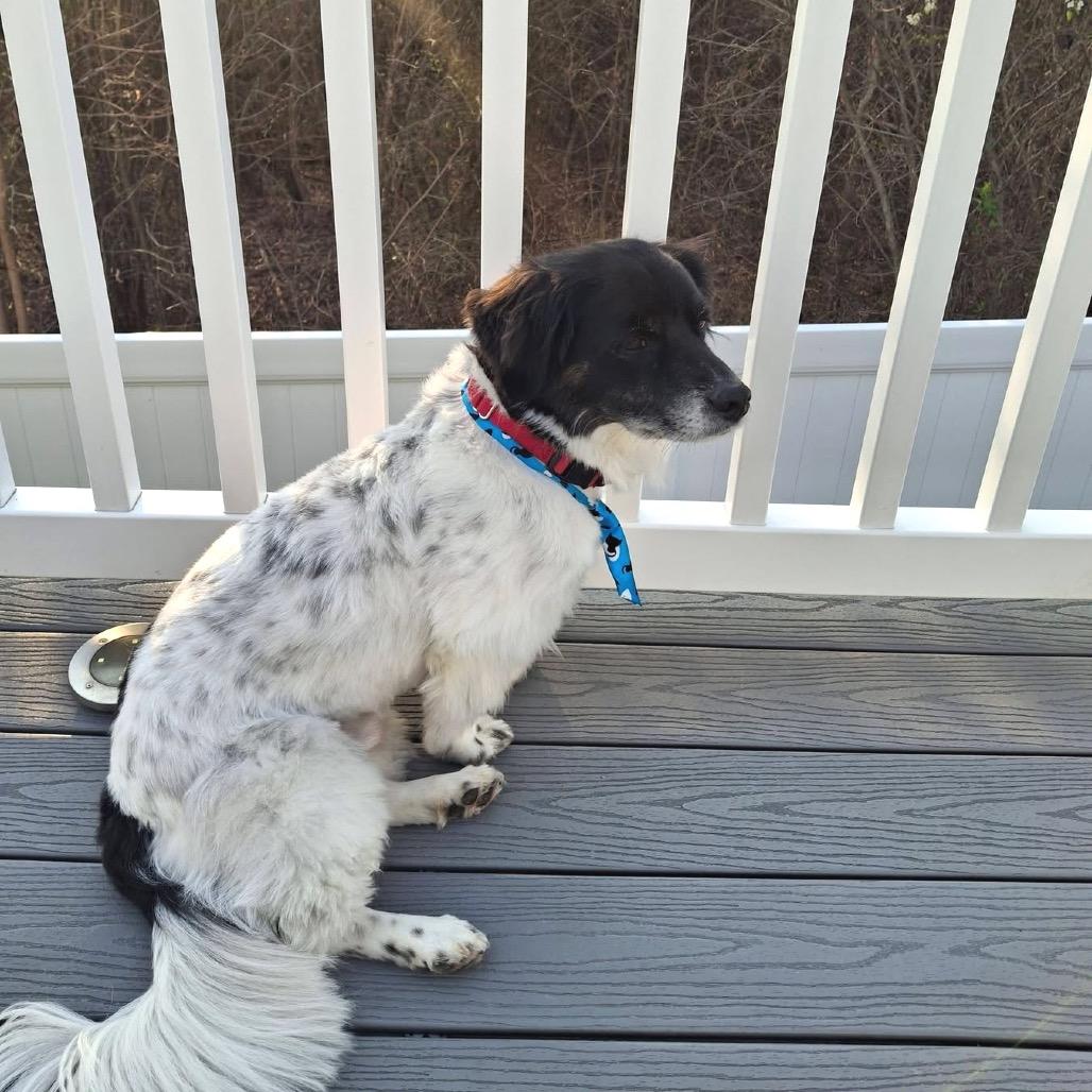 Ferris, Adoptable, Adult Male Mixed Breed.