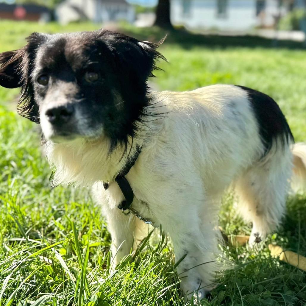 Ferris, a Adoptable Mixed Breed in Fredericksburg, VA image 2/2