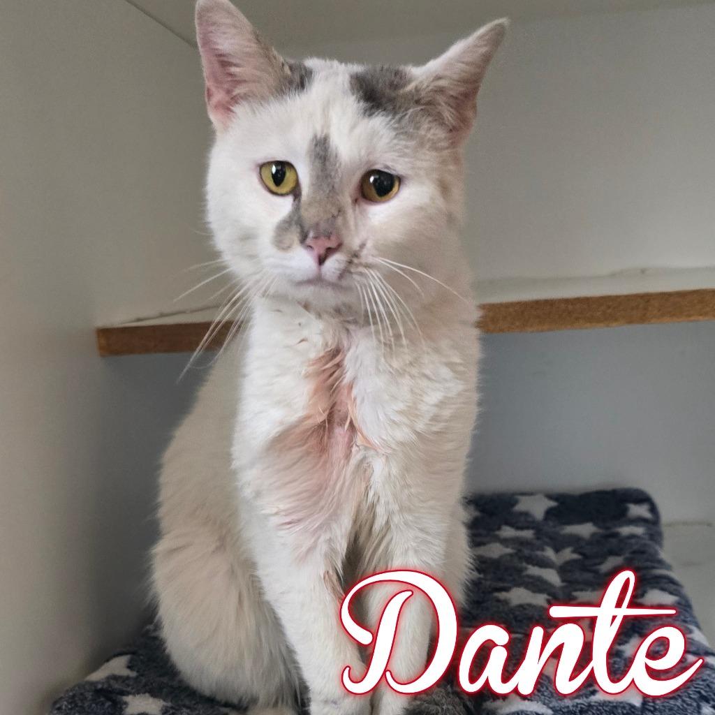 Dante, Adoptable, Adult Male Domestic Short Hair.