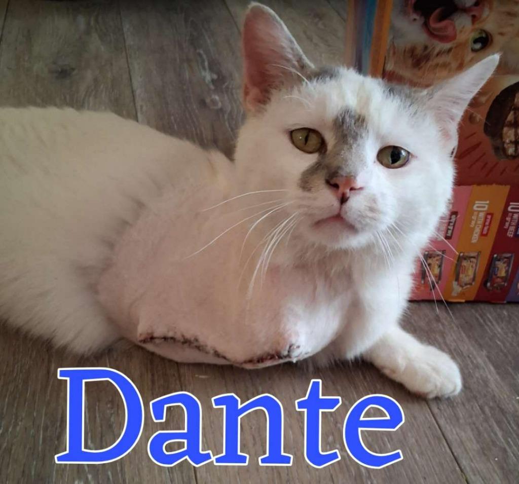 Enlarge Dante, a Adoptable Domestic Short Hair in Hillsboro, OH image 2/3