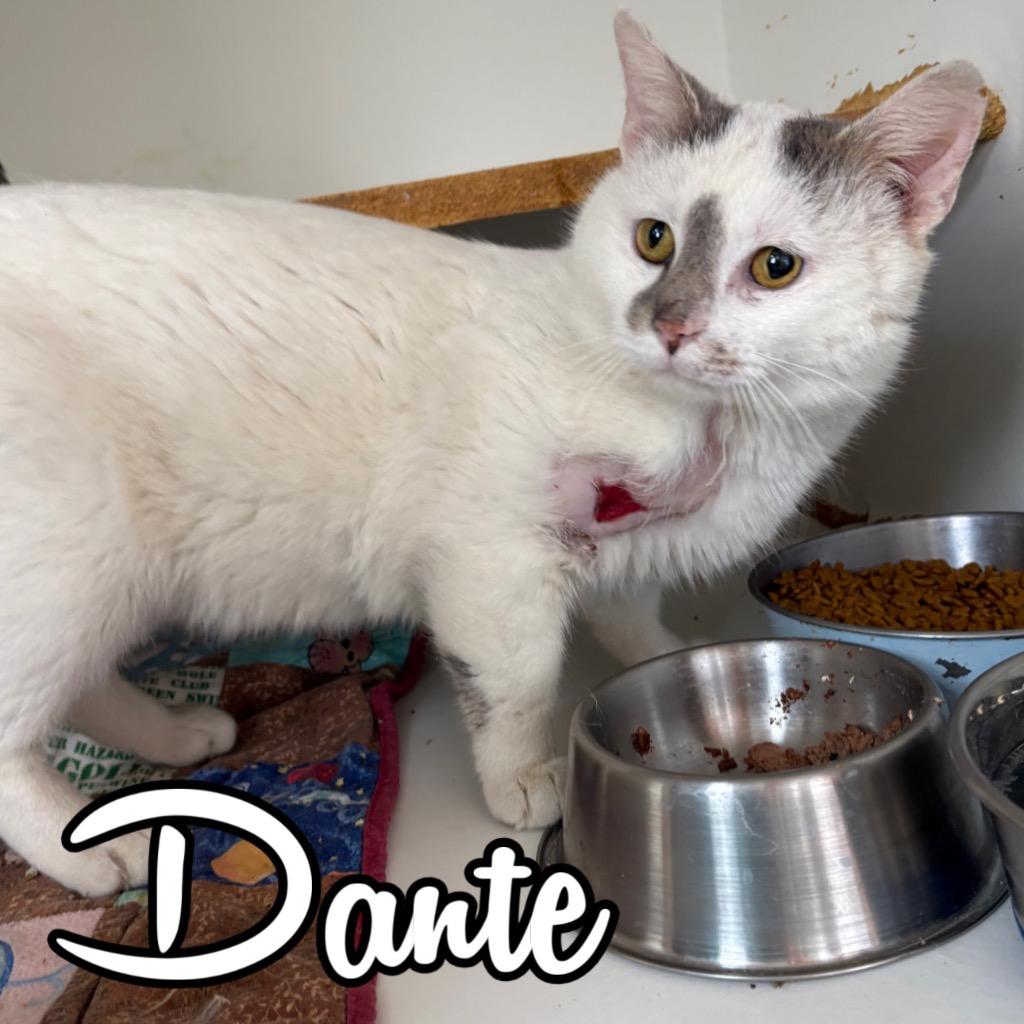 Enlarge Dante, a Adoptable Domestic Short Hair in Hillsboro, OH image 3/3