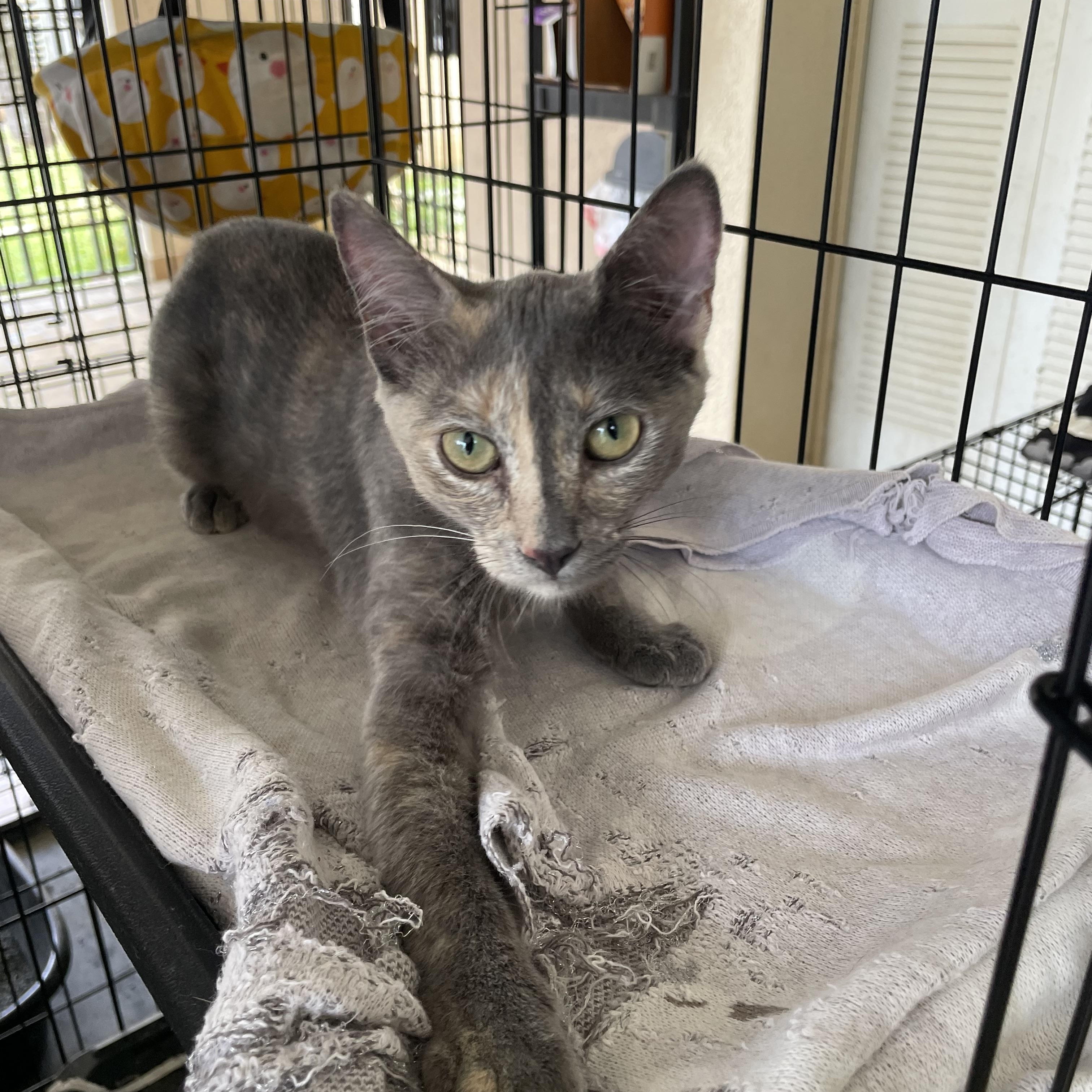 Enlarge Stormy, a ADOPTABLE Domestic Short Hair in Franklin, MA image 2/4
