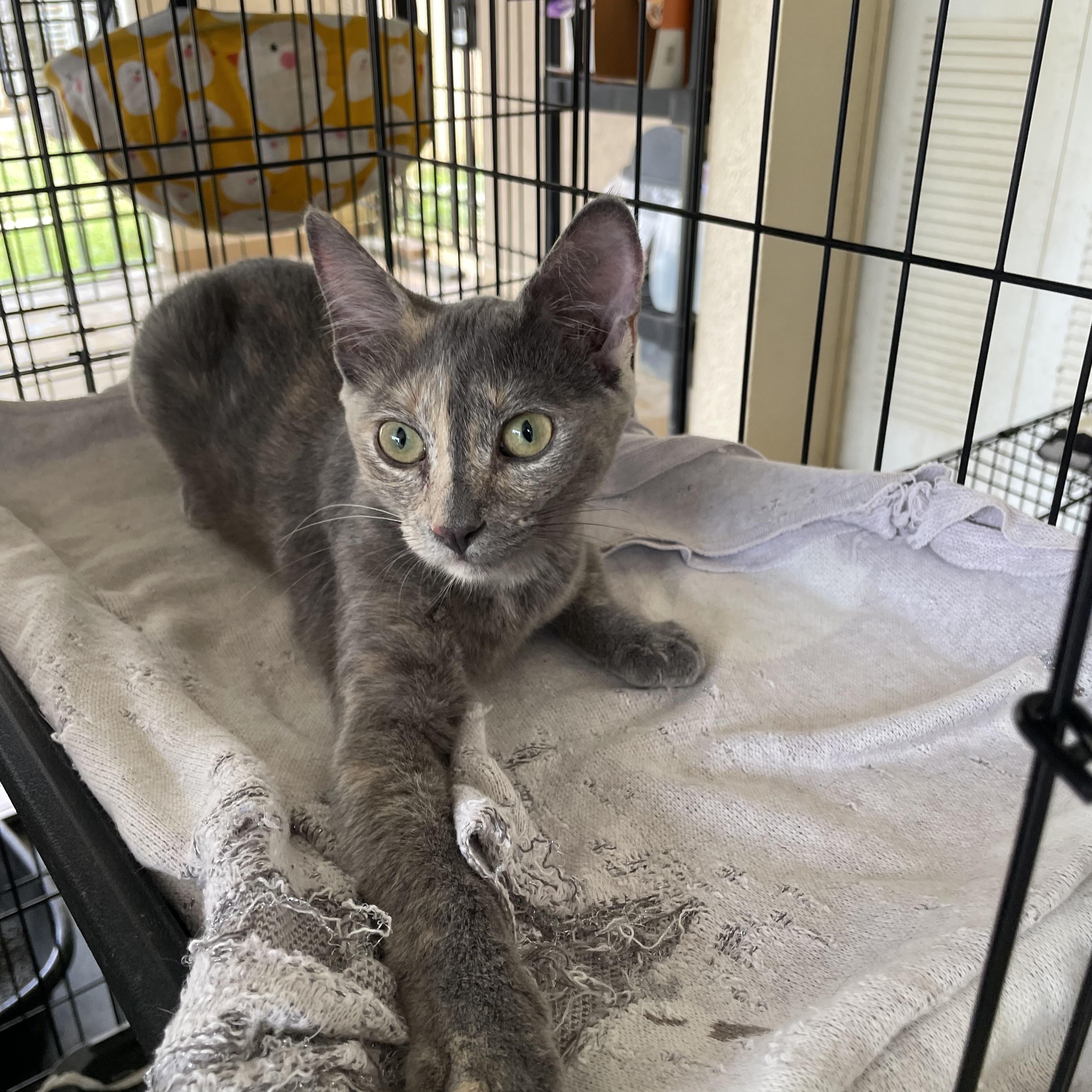 Enlarge Stormy, a ADOPTABLE Domestic Short Hair in Franklin, MA image 3/4