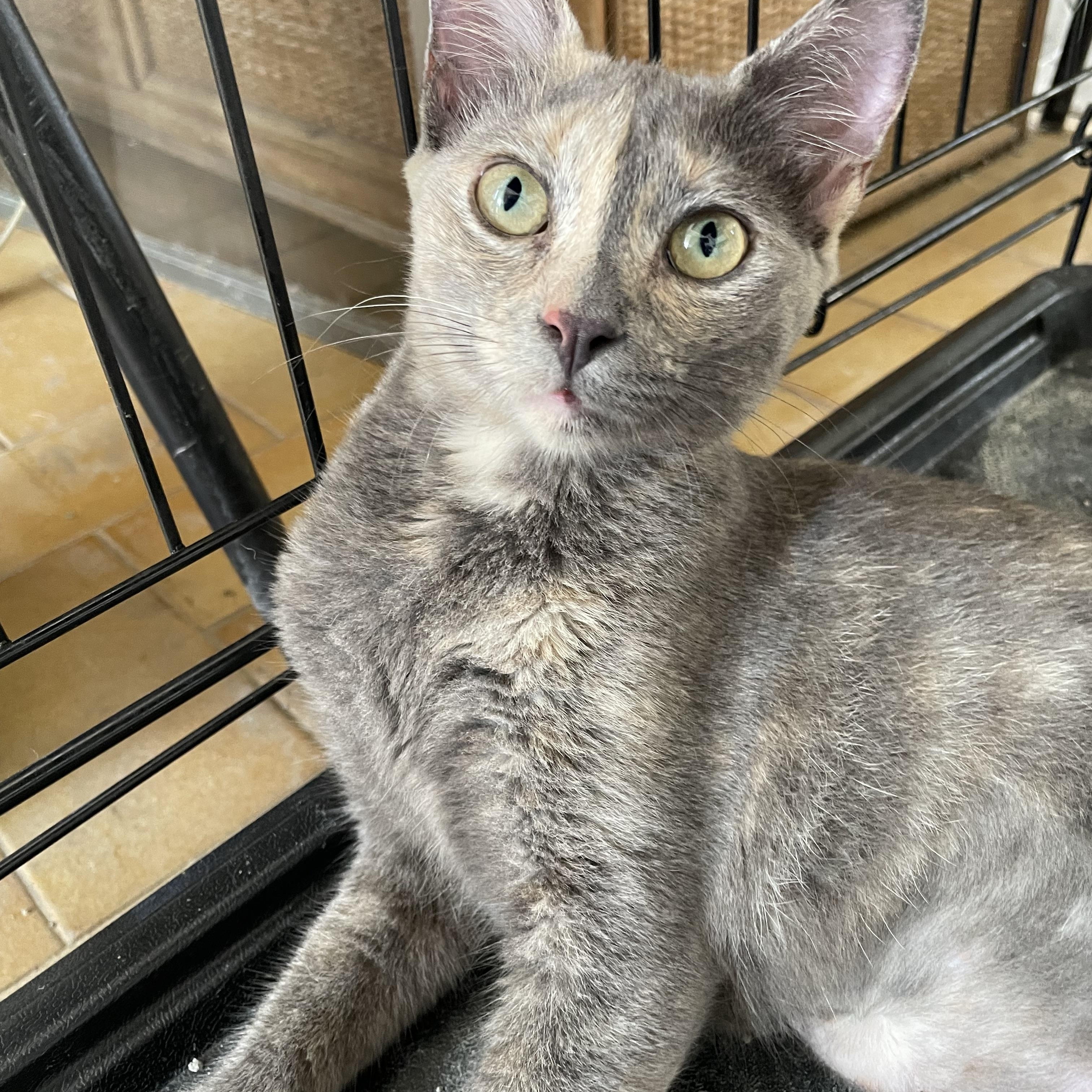 Stormy, ADOPTABLE, Kitten Female Domestic Short Hair.